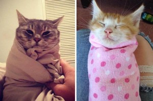 Есенско расположение: слатки миленици завиткани во ќебенца