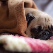 Есенско расположение: слатки миленици завиткани во ќебенца