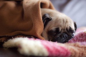 Есенско расположение: слатки миленици завиткани во ќебенца