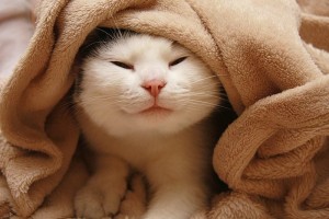 Есенско расположение: слатки миленици завиткани во ќебенца