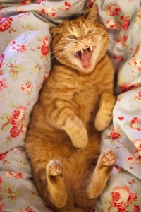 Запознајте го Лучи, страшниот мачор кој се проѕева и сака да прогонува