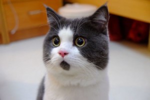 Шокираниот израз на оваа мачка ќе ве насмее до солзи