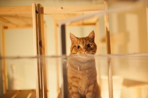 Запознајте го Лучи, страшниот мачор кој се проѕева и сака да прогонува