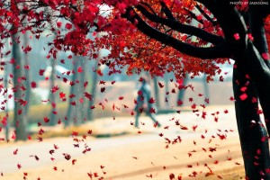 Прекрасни есенски фотографии кои ќе ве натераат да почнете да сликате