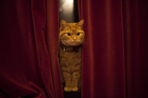 Запознајте го Лучи, страшниот мачор кој се проѕева и сака да прогонува