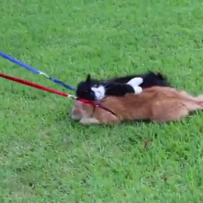 Најмрзливата мачка која некогаш сте ја виделе