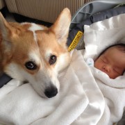 Неодоливи фотографии од големи кучиња кои се грижат за малечки деца