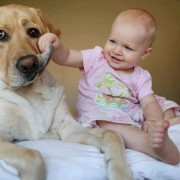 Неодоливи фотографии од големи кучиња кои се грижат за малечки деца