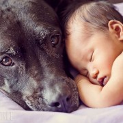 Неодоливи фотографии од големи кучиња кои се грижат за малечки деца