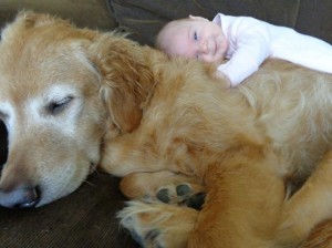 Неодоливи фотографии од големи кучиња кои се грижат за малечки деца