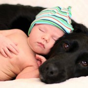 Неодоливи фотографии од големи кучиња кои се грижат за малечки деца