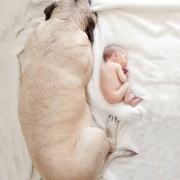 Неодоливи фотографии од големи кучиња кои се грижат за малечки деца