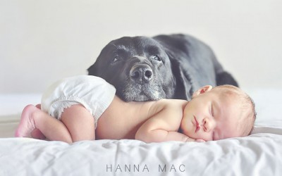 Неодоливи фотографии од големи кучиња кои се грижат за малечки деца