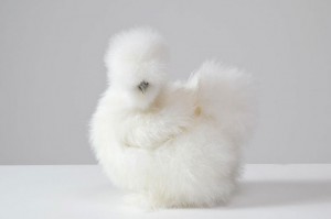 Животни со прекрасни и величествени крзна