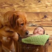 Неодоливи фотографии од големи кучиња кои се грижат за малечки деца