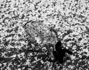 Домашни миленици кои се генијалци за камуфлажа