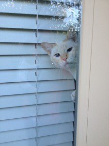 12 миленици кои не знаеле дека нивните стопани ќе се вратат дома порано