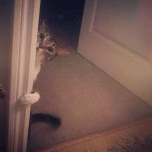 12 миленици кои не знаеле дека нивните стопани ќе се вратат дома порано