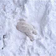 Преслатки реакции на животни кои прв пат гледаат снег