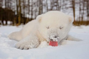 Преслатки реакции на животни кои прв пат гледаат снег
