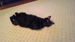 12 миленици кои не знаеле дека нивните стопани ќе се вратат дома порано