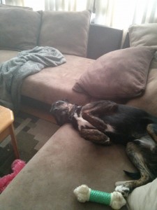 12 миленици кои не знаеле дека нивните стопани ќе се вратат дома порано