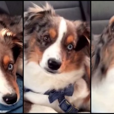 Куче се буди на неговата омилена песна „Let It Go“ и почнува да пее