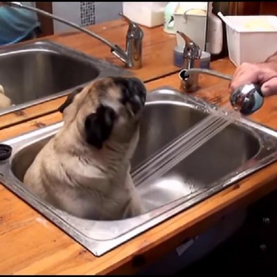 Неодоливо кутре кое обожава да се бања