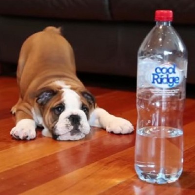 Епска битка меѓу мало кученце и шише