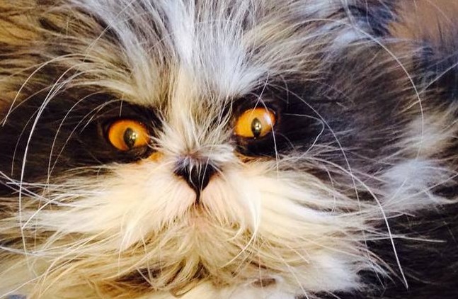 Што е ова? Куче или маче?