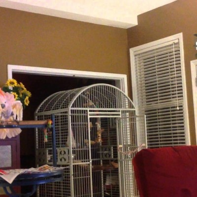 Смешно видео: Папагал имитира караница на брачен пар кој се развел