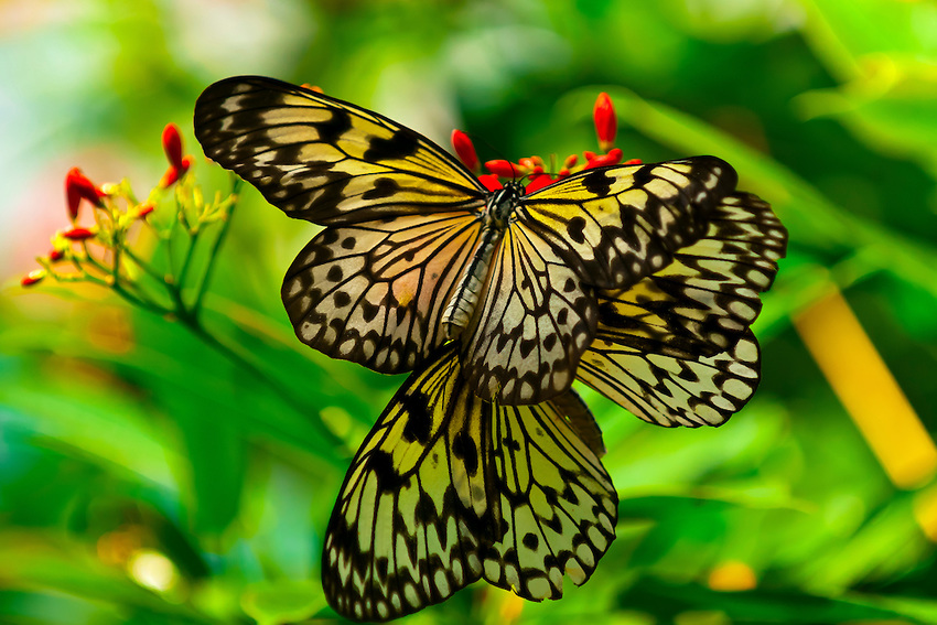 Butterflies, Key West Butterfly & Nature Conservancy, Key West, Florida Keys, Florida USA