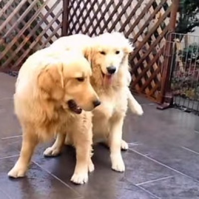 Овие две кучиња се горди на својот магичен трик