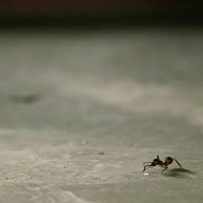 Патешествијата на една мравка