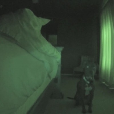 Питбул аларм со вклучен систем за „снуз“