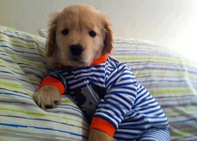 Неодоливи кучиња во пижами