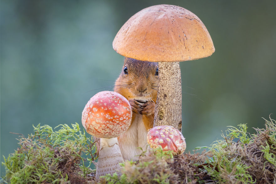 Фотограф мами верверички во својот двор и прави прекрсни фотографии од нив
