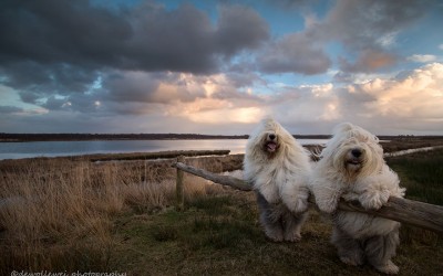 Овчарски кучиња кои обожаваат да позираат пред фотоапаратот на нивниот сопственик