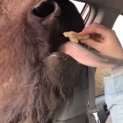 Смешно видео: Бафало мисли дека му се додворуваат кога му даваат храна