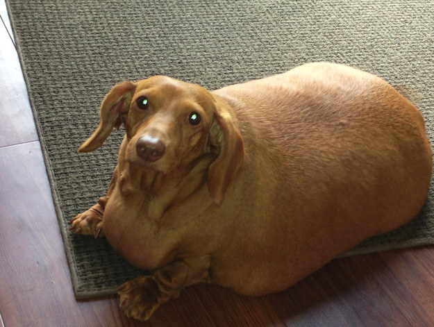 (1) Куче со прекумерна телесна тежина ослабело 20 килограми откако престанало да јаде брза храна