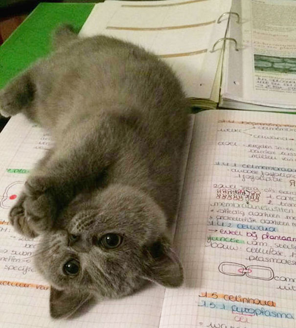 Ти нема да учиш, ти ќе си играш сега со мене!