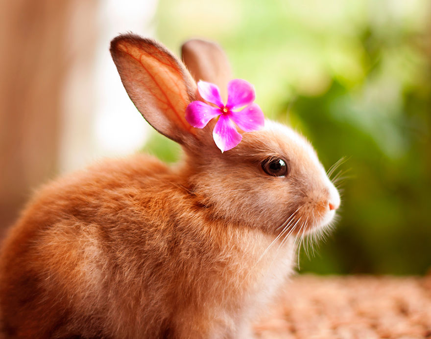 Овие фотографии ни покажуваат дека и зајчињата се талентирани модели