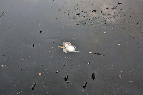 (13)-fotografii-koi-kje-vi-ja-vratat-verbata-vo-choveshtvoto-kafepauza.mk