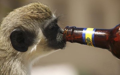 5 човечки работи кои животните ги прават кога се пијани