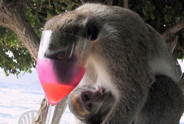 5 човечки работи кои животните ги прават кога се пијани