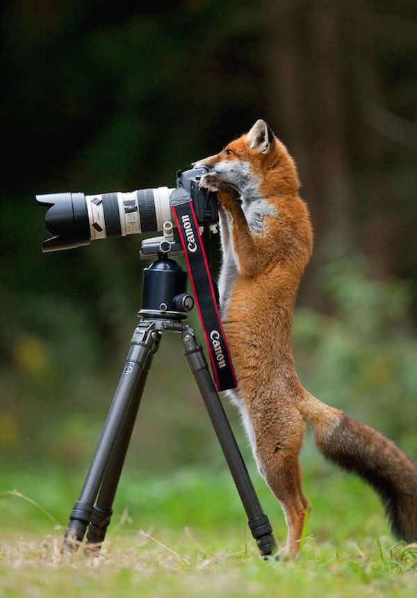 Животни кои сакаат да бидат фотографи