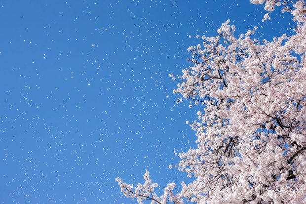 (1) Пролетта пристигна: Неверојатни фотографии од црешови цутови ширум светот