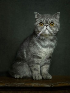 Животински портрети кои покажуваат силни „човечки“ емоции