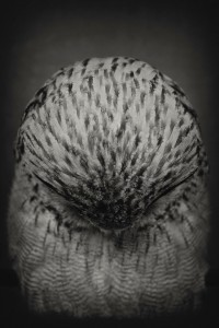 Животински портрети кои покажуваат силни „човечки“ емоции