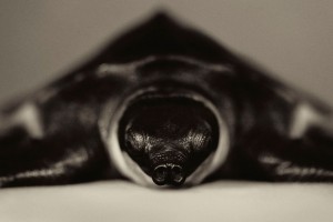 Животински портрети кои покажуваат силни „човечки“ емоции